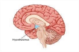 Hypothalamus location in the brain