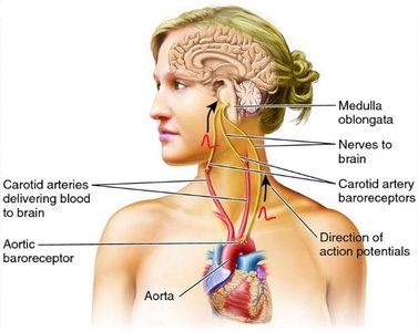 Baroreceptors and chemoreceptors in the neck and aorta