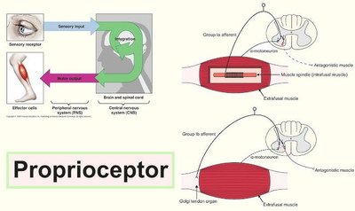 Proprioceptor structure and function