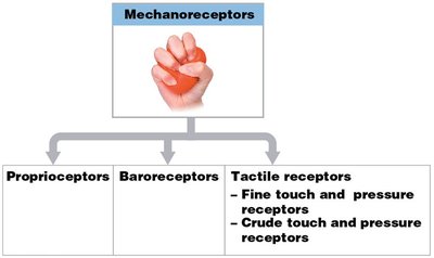 Tactile receptors in the skin