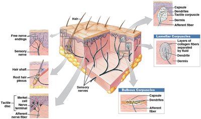 Tactile sensory receptors in the skin