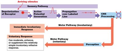 Sensory pathway from stimulus to CNS processing and response