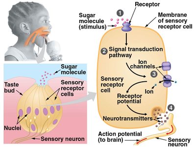 Diagram of taste transduction pathway