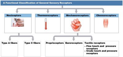 Classification of general sensory receptors