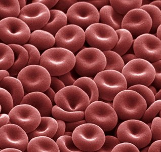 Scanning electron micrograph of erythrocytes