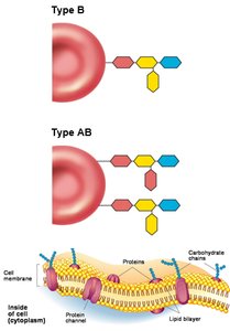 Diagram of antigens and antibodies in blood types