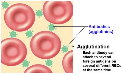 Diagram of agglutination process