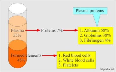 Diagram of plasma proteins and formed elements