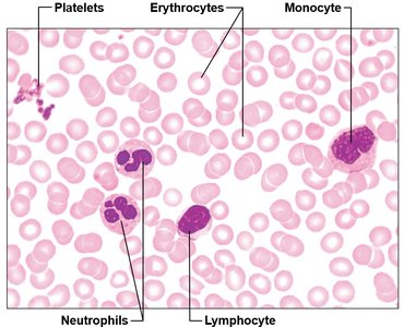 Blood smear showing erythrocytes, leukocytes, and platelets