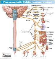 Parasympathetic division pathways