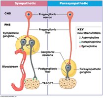 Comparison of sympathetic and parasympathetic divisions