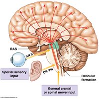 Reticular activating system
