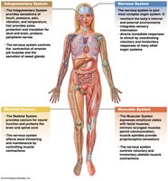 Integration of nervous system with other body systems