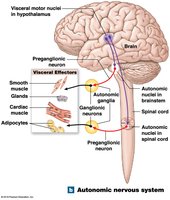 Autonomic nervous system diagram