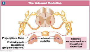 Adrenal medullae