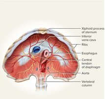Diaphragm anatomy, cross-section