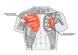 Pectoralis major and minor, muscle illustration
