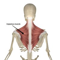 Trapezius muscle anatomy