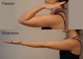 Elbow flexion and extension