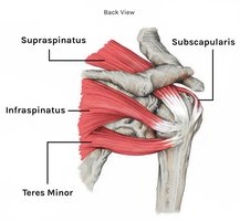 Latissimus dorsi muscle, anatomical diagram