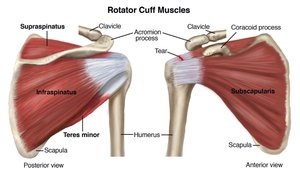 Rotator cuff muscles, posterior view