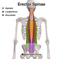 Erector spinae muscle group