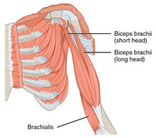 Brachialis and biceps brachii muscles