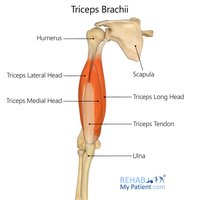 Triceps brachii muscle anatomy