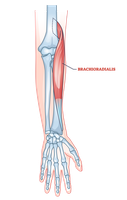 Brachioradialis muscle anatomy