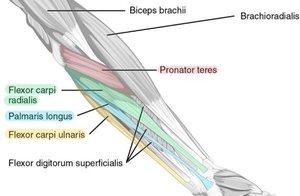 Anterior forearm muscles