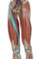 Sartorius muscle, anatomical view