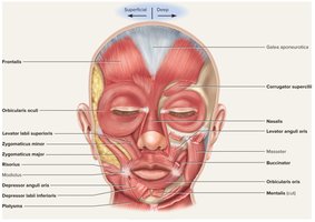 Muscles of the face, anterior view