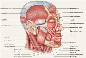 Muscles of the face, lateral view