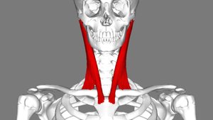 Sternocleidomastoid muscle, anterior view
