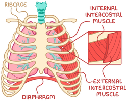Intercostal muscles diagram