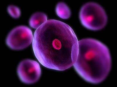 3D illustration of animal cells