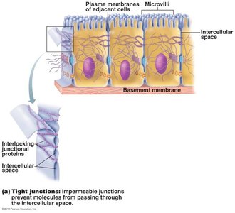 Tight junctions between epithelial cells