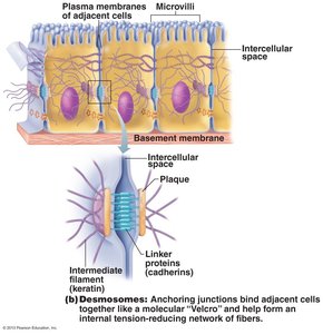 Desmosomes between cells