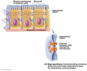 Gap junctions between cells