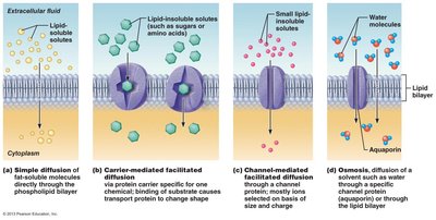 Types of passive transport: simple diffusion, facilitated diffusion, osmosis