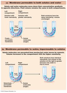 Osmosis: membrane permeable to solutes and water vs. only water