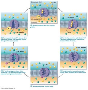 Sodium-potassium pump cycle