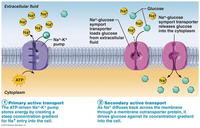 Primary and secondary active transport