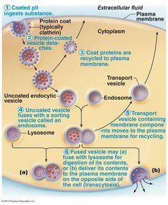 Endocytosis: vesicle formation and trafficking