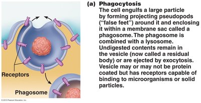 Phagocytosis: cell engulfing a particle
