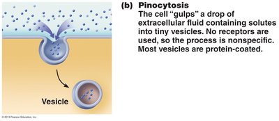 Pinocytosis: cell 'gulping' extracellular fluid