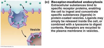 Table of cell organelles, structure, and function