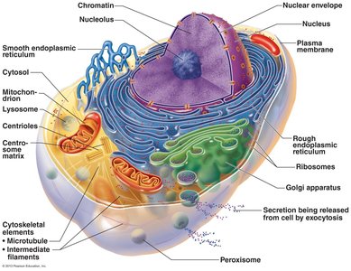 Labeled diagram of a typical animal cell and its organelles