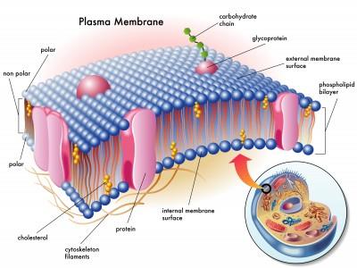 Diagram of the plasma membrane showing phospholipid bilayer and proteins