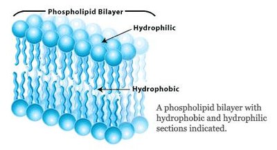 Phospholipid bilayer showing hydrophilic heads and hydrophobic tails